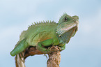 Asian water dragon