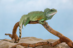 Asian water dragon