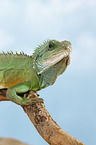 Asian water dragon