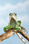 Asian water dragon