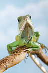 Asian water dragon