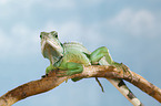 Asian water dragon