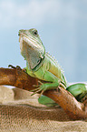 Asian water dragon