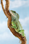 Asian water dragon