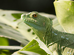 Asian water dragon