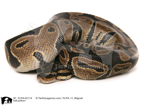 ball python / FLPA-02114