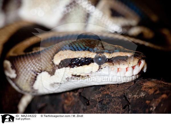 K�nigspython / ball python / MAZ-04222