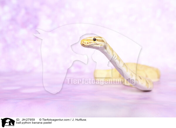 ball python banana pastel / JH-27959
