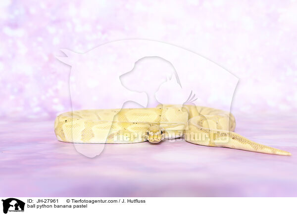 ball python banana pastel / JH-27961