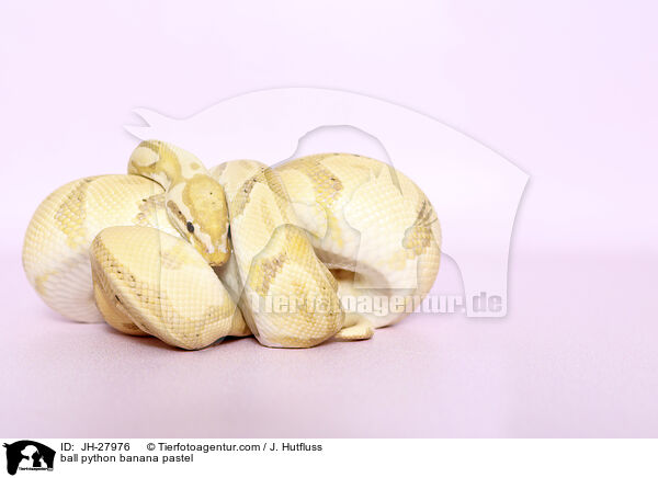 Knigspython Banana Pastel / ball python banana pastel / JH-27976
