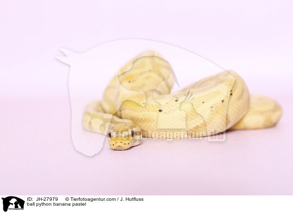 ball python banana pastel / JH-27979