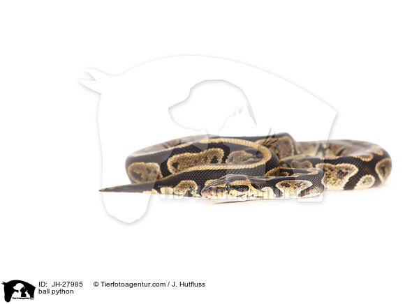 Knigspython / ball python / JH-27985