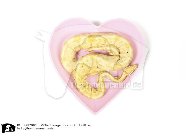 Knigspython Banana Pastel / ball python banana pastel / JH-27993