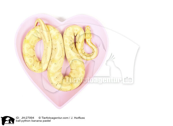 Knigspython Banana Pastel / ball python banana pastel / JH-27994
