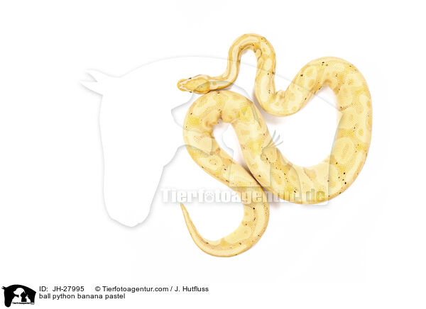 Knigspython Banana Pastel / ball python banana pastel / JH-27995