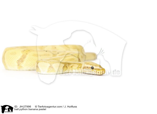 Knigspython Banana Pastel / ball python banana pastel / JH-27996