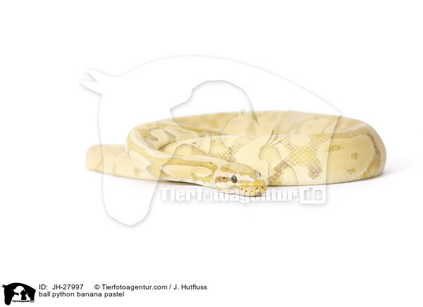 ball python banana pastel / JH-27997