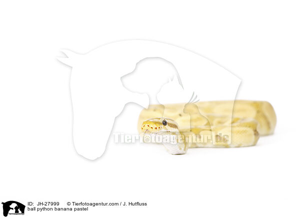 Knigspython Banana Pastel / ball python banana pastel / JH-27999