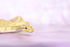 ball python banana pastel