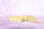 ball python banana pastel