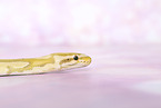 ball python banana pastel