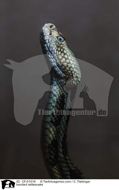 banded rattlesnake / CF-01016