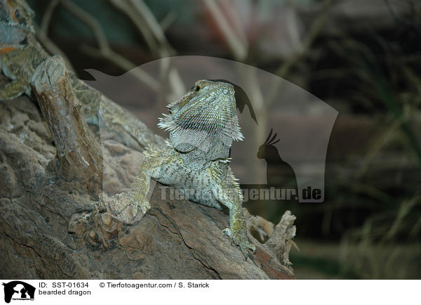 Bartagame / bearded dragon / SST-01634