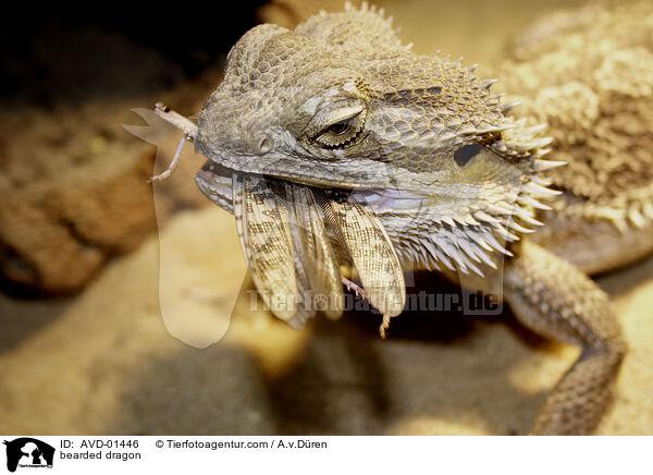 Bartagame / bearded dragon / AVD-01446