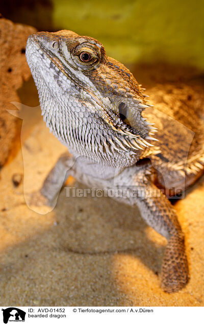 Bartagame / bearded dragon / AVD-01452