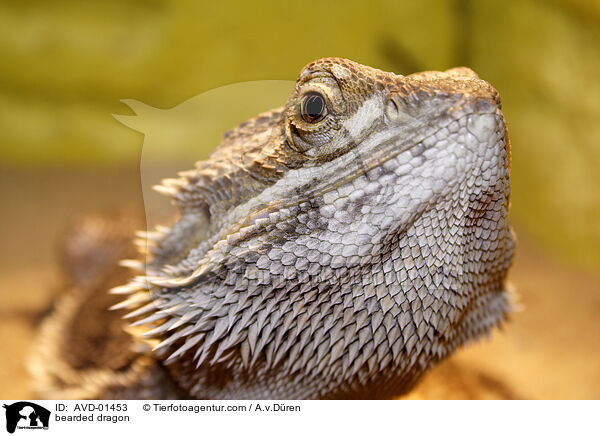 Bartagame / bearded dragon / AVD-01453