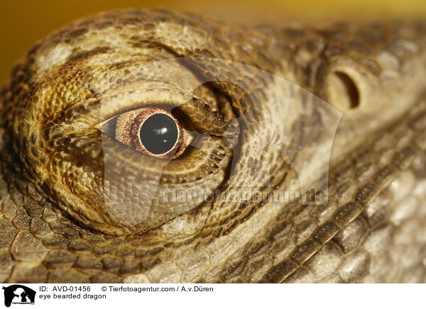 Auge einer Bartagame / eye bearded dragon / AVD-01456