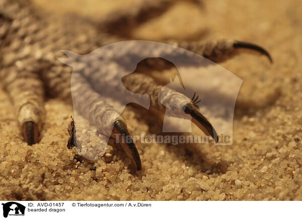 bearded dragon / AVD-01457