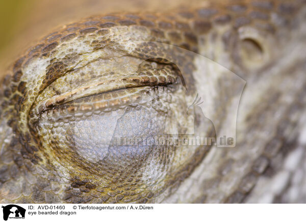 Auge einer Bartagame / eye bearded dragon / AVD-01460