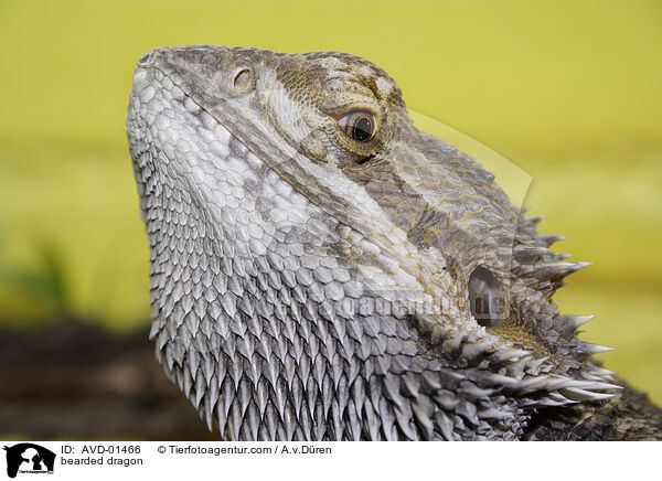 gelbe Bartagame / bearded dragon / AVD-01466