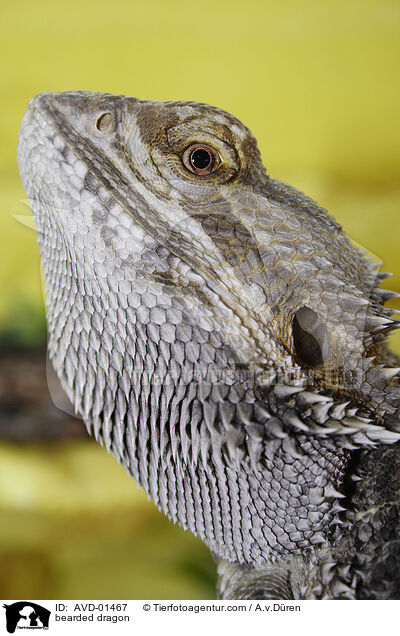 gelbe Bartagame / bearded dragon / AVD-01467