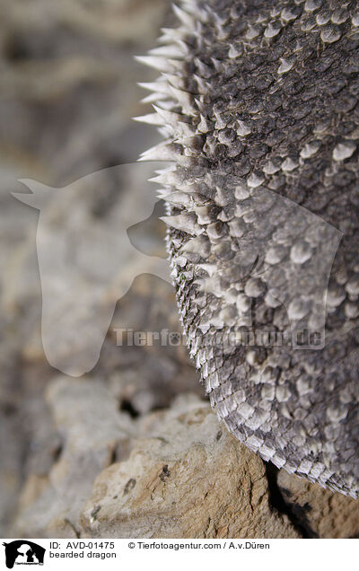 Flanke einer Bartagame / bearded dragon / AVD-01475