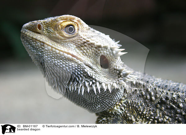 Bartagame / bearded dragon / BM-01167