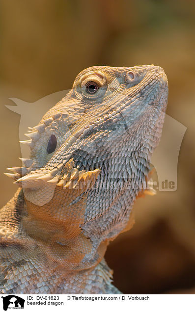 Bartagame / bearded dragon / DV-01623