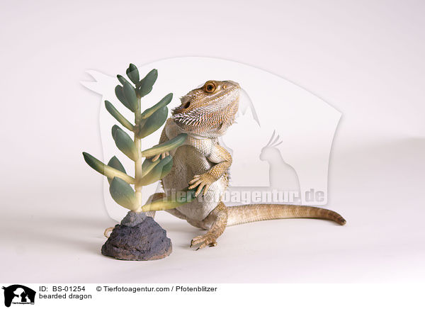Bartagame / bearded dragon / BS-01254