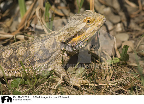 Bartagame / bearded dragon / TM-02079