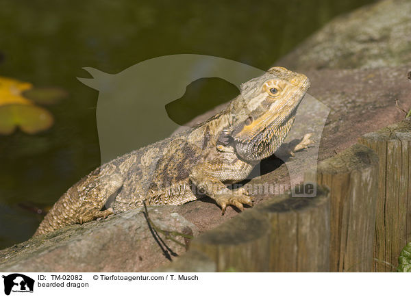 Bartagame / bearded dragon / TM-02082