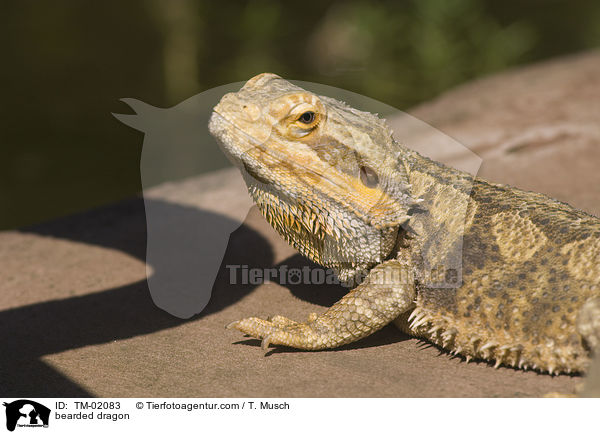 Bartagame / bearded dragon / TM-02083