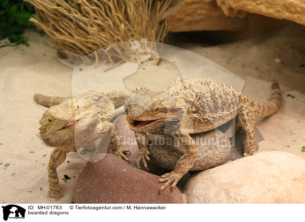 Bartagamen / bearded dragons / MH-01763