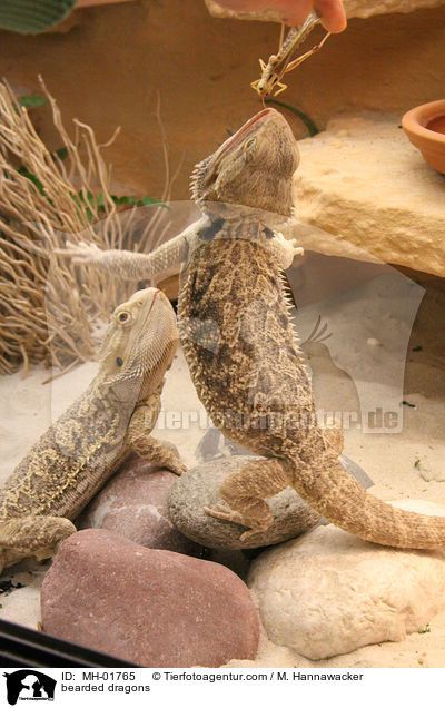 bearded dragons / MH-01765