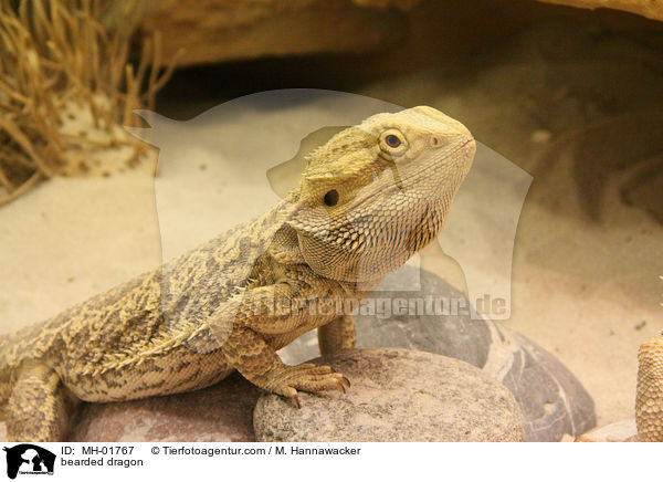 Bartagame / bearded dragon / MH-01767