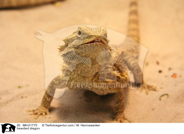 Bartagame / bearded dragon / MH-01770