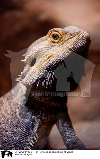 bearded dragon / MAZ-04035