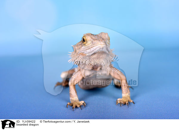 bearded dragon / YJ-09422