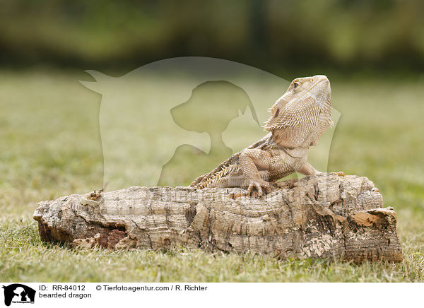 Bartagame / bearded dragon / RR-84012