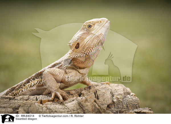 Bartagame / bearded dragon / RR-84014